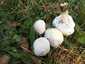 Karbolszagú csiperke (Agaricus xanthodermus), Őrség